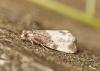 Notocelia cynosbatella